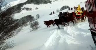 Copertina di Castelluccio di Norcia, i cingolati dei vigili del fuoco sui monti per salvare una mandria di cavalli bloccati dalla neve