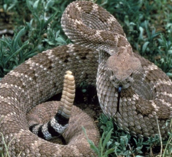 Bambina di otto anni morsa da un serpente a sonagli in giardino