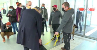 Copertina di Alto Adige, nelle scuole arrivano i cani anti-Covid: “Distinguono i positivi dai sani” – Video