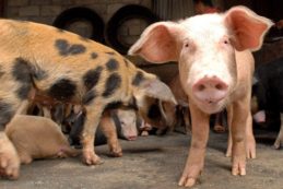 Copertina di Cambiare alimentazione per salvare il Pianeta: i buoni propositi del 2021 (per la Lav)