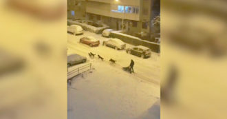 Copertina di Madrid, tra le strade innevate spunta un uomo sulla slitta trainata da cinque cani – Video