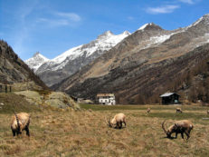 Copertina di Fridays For Future: vietato salire sul Gran Paradiso, divenga una montagna sacra
