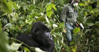 Copertina di Sei ranger uccisi nel Parco nazionale di Virunga: “I miliziani hanno teso un’imboscata alle guardie”