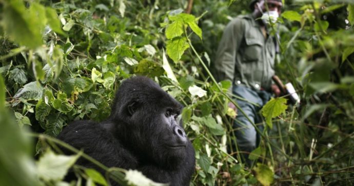 Sei ranger uccisi nel Parco nazionale di Virunga: “I miliziani hanno teso un’imboscata alle guardie”