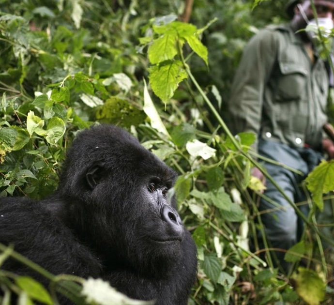 Sei ranger uccisi nel Parco nazionale di Virunga: “I miliziani hanno teso un’imboscata alle guardie”