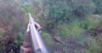 Copertina di Sassari, spara a un cinghiale ma viene attaccata: la cacciatrice si salva così – Video