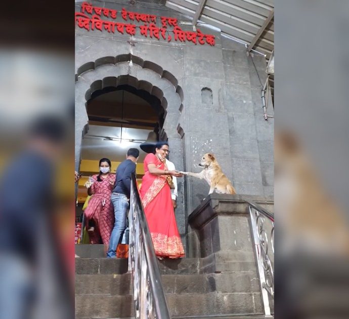 Il cane “benedice” i fedeli all’uscita dal tempio in India: il video che sta facendo il giro del mondo