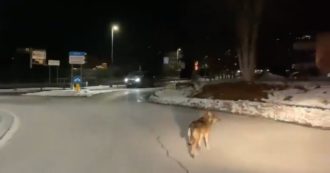 Copertina di Aosta, un lupo si aggira indisturbato per le strade della città: il video dell’incontro ravvicinato