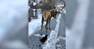 Copertina di L’Aquila, l’incontro tra il cervo e il gatto tra le strade innevate lascia a bocca aperta – Video