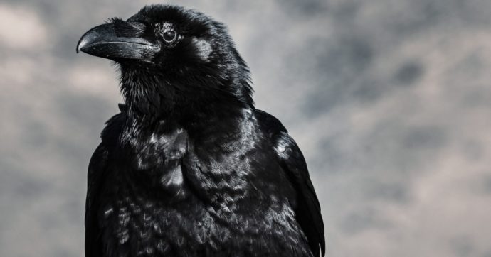La profezia che spaventa la Gran Bretagna per la scomparsa di uno dei corvi della Torre di Londra: “Il regno in grave pericolo”