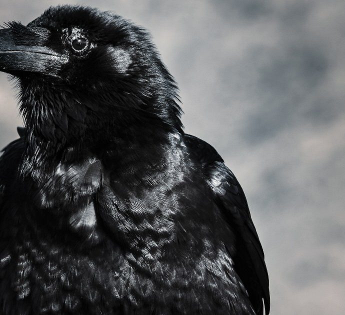 La profezia che spaventa la Gran Bretagna per la scomparsa di uno dei corvi della Torre di Londra: “Il regno in grave pericolo”