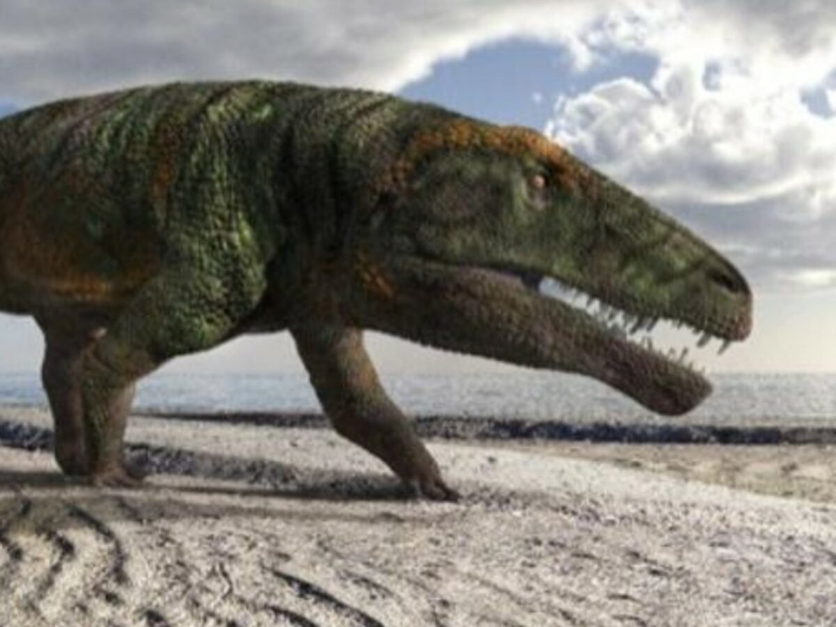 Val Maira, scoperti sulle Alpi le impronte di una nuova specie di dinosauro: è vissuto 250 milioni di anni fa