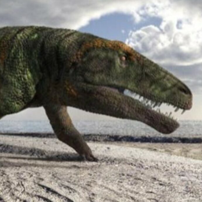 Val Maira, scoperti sulle Alpi le impronte di una nuova specie di dinosauro: è vissuto 250 milioni di anni fa