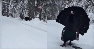 Copertina di Brescia, sorpresa in mezzo alla neve: il rarissimo incontro con un gallo cedrone filmato da uno sciatore