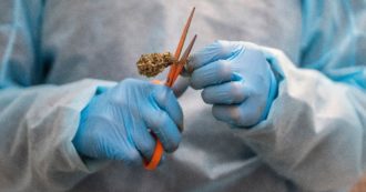 Cannabis in medicina, la scoperta tutta italiana che può rivoluzionare il settore: “Nuova classe di cannabinoidi utilizzabile in varie patologie”