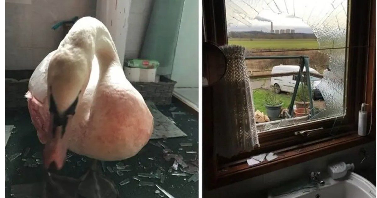 Cigno gigante si schianta contro contro una finestra facendo esplodere il vetro: donna salva per miracolo