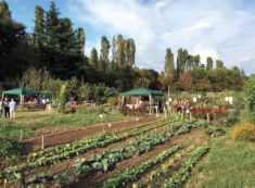 Copertina di Orti in città: la vera agricoltura a chilometro zero che procura pure degli amici