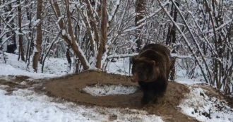 Copertina di L’orsa Ina esce dallo zoo dopo 20 anni di cattività: la sua reazione fa riflettere – Video