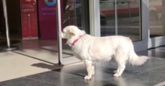 Copertina di Ricoverato d’urgenza per Covid, il suo cane segue l’ambulanza e lo aspetta per giorni fuori dall’ospedale