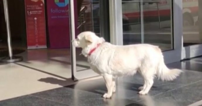 Ricoverato d’urgenza per Covid, il suo cane segue l’ambulanza e lo aspetta per giorni fuori dall’ospedale