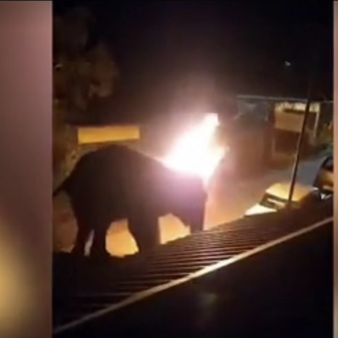 Elefante bruciato vivo, arrestati due dei colpevoli (attenzione: immagini forti)