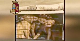 Copertina di Rimini, operazione “Sweet puppies”: polizia arresta 39enne per commercio illecito di animali