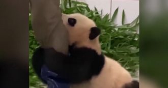 Copertina di La cucciola di panda non vuole lasciare andare il custode dello zoo e si avvinghia alla sua gamba: il video di Fu Bao fa il giro del mondo