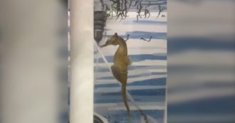 Copertina di La super nascita all’acquario di Sidney: ecco il “parto maschile” del cavalluccio marino – Video