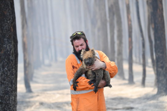 Copertina di Australia, un anno dopo i roghi: i progetti per salvare gli animali e gli alberi