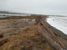 Copertina di Solo promesse: così venne a mancare la Riserva Naturale delle Saline a Tarquinia