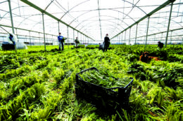 Copertina di Come vivere sostenibile,  senza supermercati e grandi catene di abbigliamento