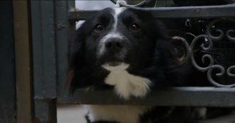 Copertina di Ricoverato per Covid, il suo cane lo aspetta da due mesi davanti casa: “Impossibile spostarlo”. Il video