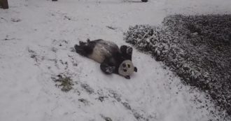 Copertina di Usa, la neve per i panda è irresistibile: così Mei Xiang e Tian Tian si divertono con capriole e discese – Video