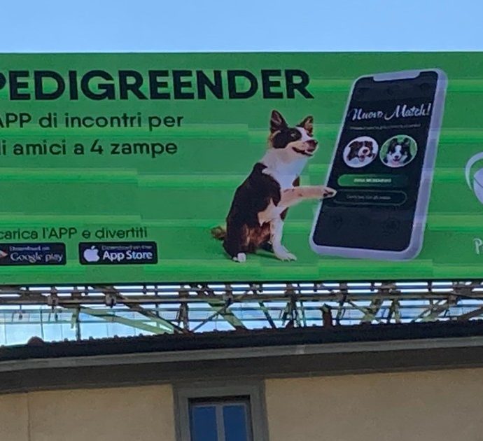 Pedigreender, cos’è e come funziona la nuova app di incontri per cani e gatti