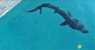 Copertina di Raro squalo elefante nelle acque di Torre Guaceto: i pescatori e il Consorzio lo salvano