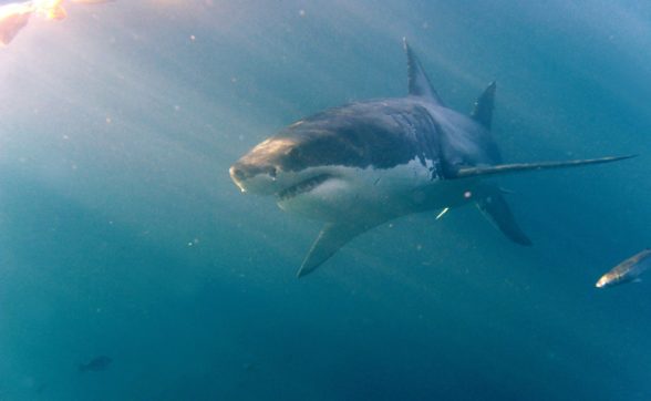 Copertina di Gli squali stanno scomparendo (e l’Italia ne è il primo paese consumatore al mondo)