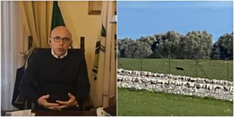 Copertina di Pantera avvistata nelle campagne del Barese, sindaco vieta sport e passeggiate: “Stiamo cercando di catturarla e addormentarla”