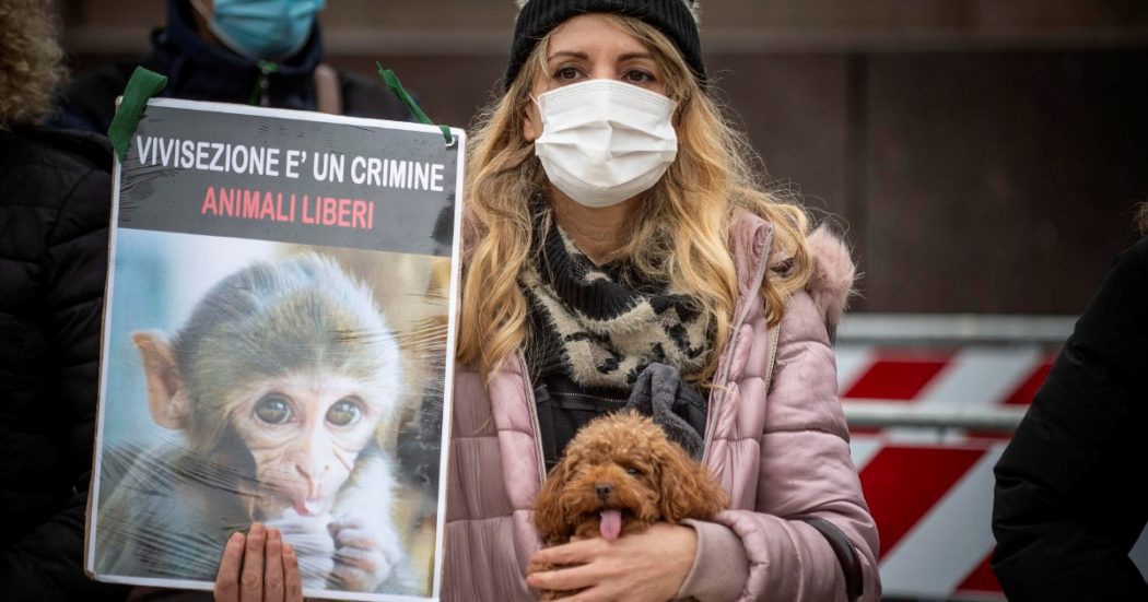 Macachi chiusi in laboratorio all’Università di Ferrara: chiediamo la loro liberazione