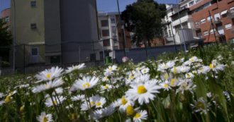 Copertina di Cosa ci insegna la storia della signora Franca