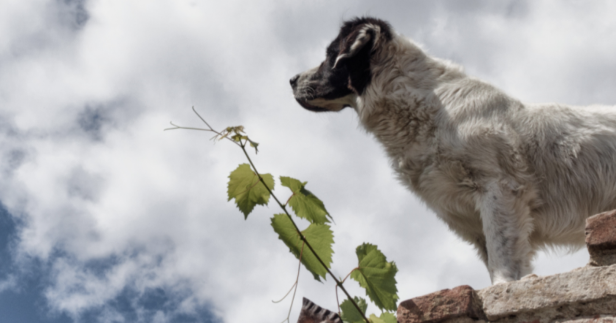 Niente eredità per i “figli ingrati”: il cane Jacky diventa ‘proprietario terriero’