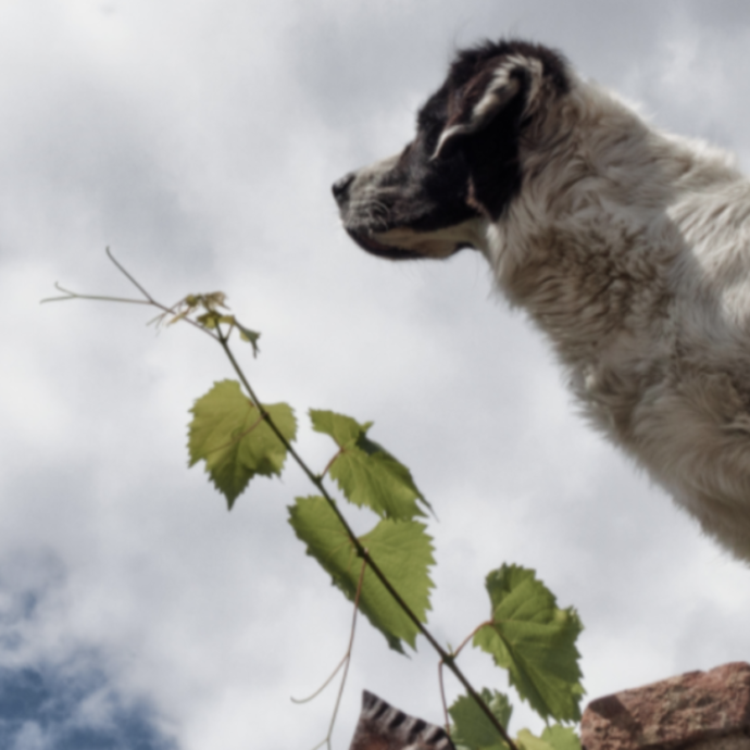 Niente eredità per i “figli ingrati”: il cane Jacky diventa ‘proprietario terriero’