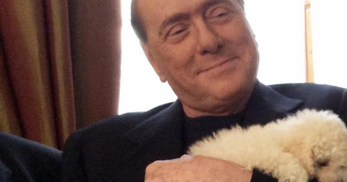 Il triste anatema del cane Dudù: Berlusconi cade di nuovo in casa