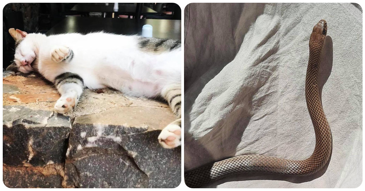 Il gatto Arthur è morto mentre cercava di proteggere due bambini da un serpente pericolosissimo