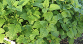 Copertina di “Colite” può voler dire malattie intestinali più o meno gravi: ecco quali sono (e alcuni rimedi efficaci)