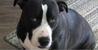 Copertina di Fa prostituire il cane: condannato a 2 anni e 4 mesi