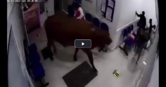 Copertina di Mucca “pazza” fa irruzione in un ospedale e semina il panico: le immagini impressionanti – VIDEO