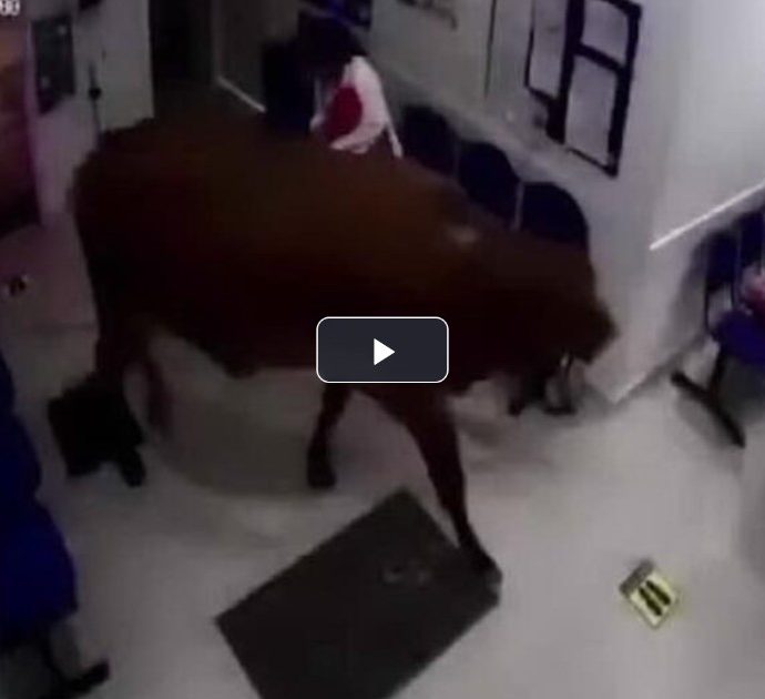 Mucca “pazza” fa irruzione in un ospedale e semina il panico: le immagini impressionanti – VIDEO
