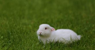 Copertina di Covid, anche tassi-furetto e conigli tra gli animali sotto osservazione dell’Oms per capire come è avvenuto il salto di specie
