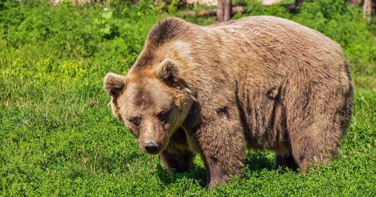 È morto Arthur: l’orso più grande d’Europa è stato ucciso dal principe del Liechtenstein. Esplode la rabbia degli animalisti