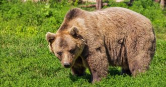 Copertina di Uomo resiste da solo per una settimana agli attacchi di un orso grizzly nel cuore dell’Alaska: “Era carponi e sventolava una bandiera bianca”
